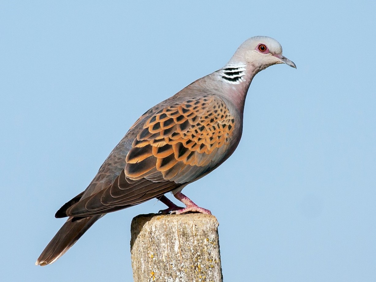 Streptopelia turtur