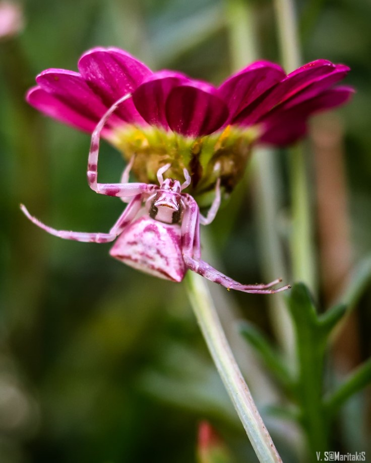Thomisus onustus