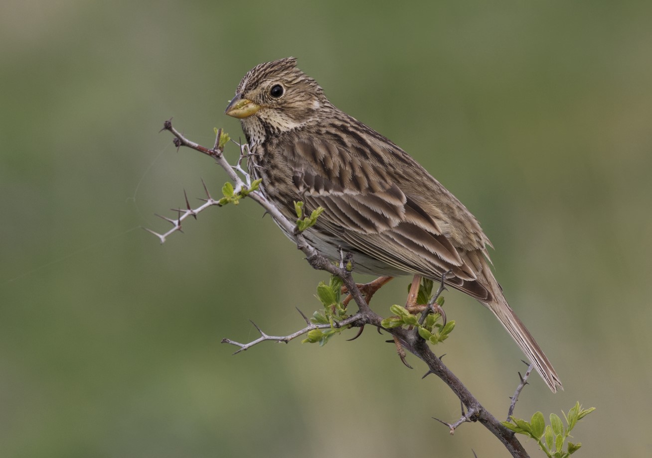 Emberiza calandra
