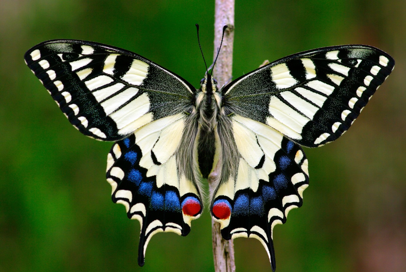 Papilio machaon