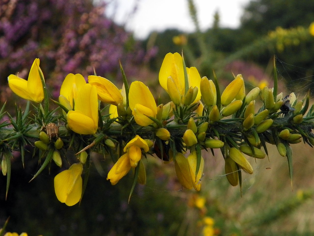 Ulex minor