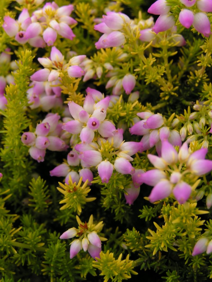 Erica cinerea