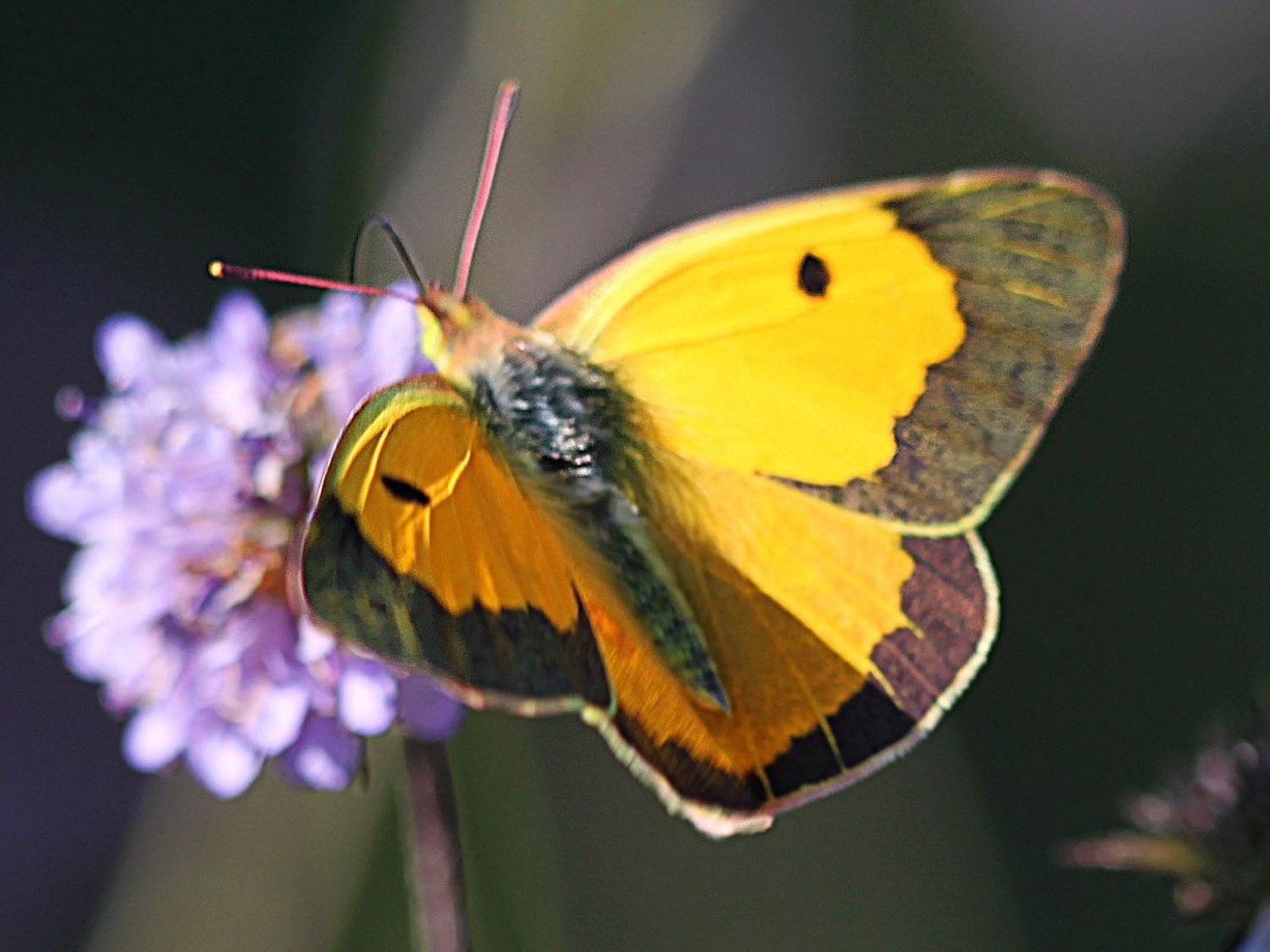 Colias crocea