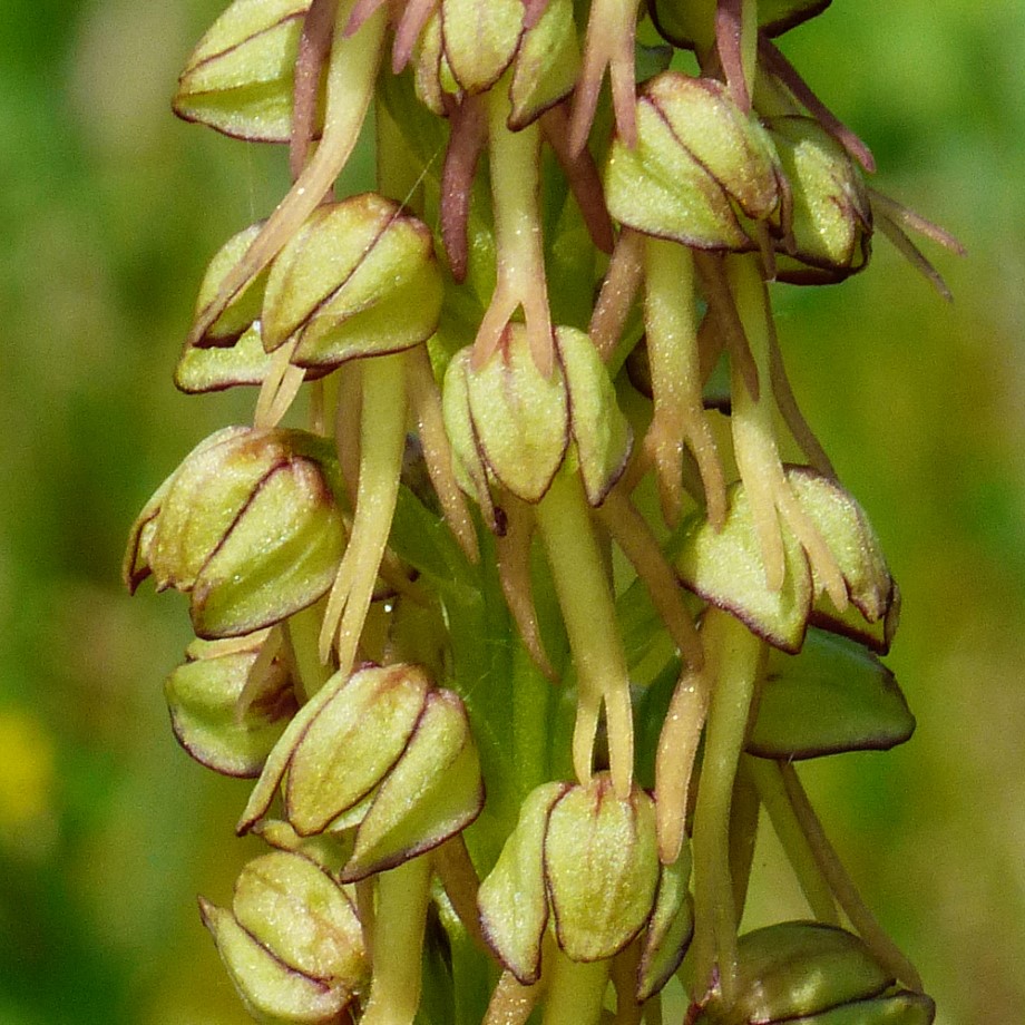 Orchis anthropophora
