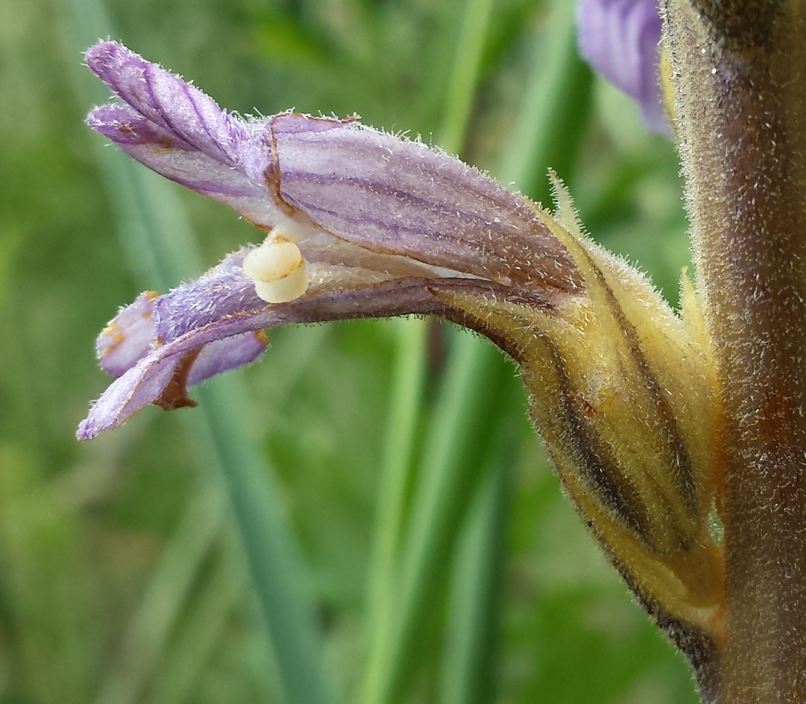 Phelipanche purpurea