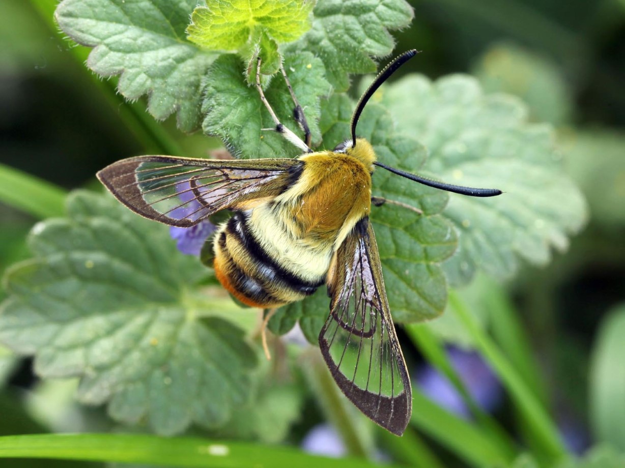 Hemaris tityus