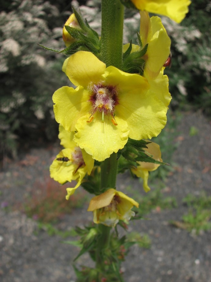Verbascum virgatum