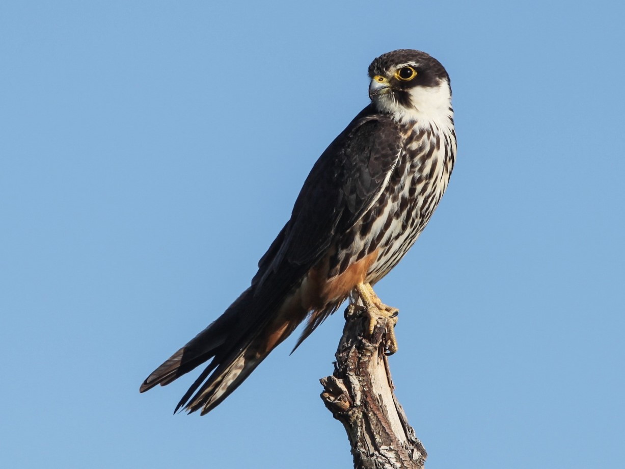 Falco subbuteo