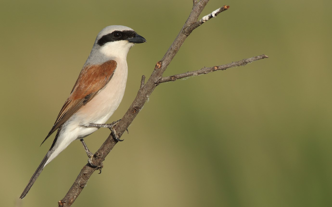 Lanius collurio