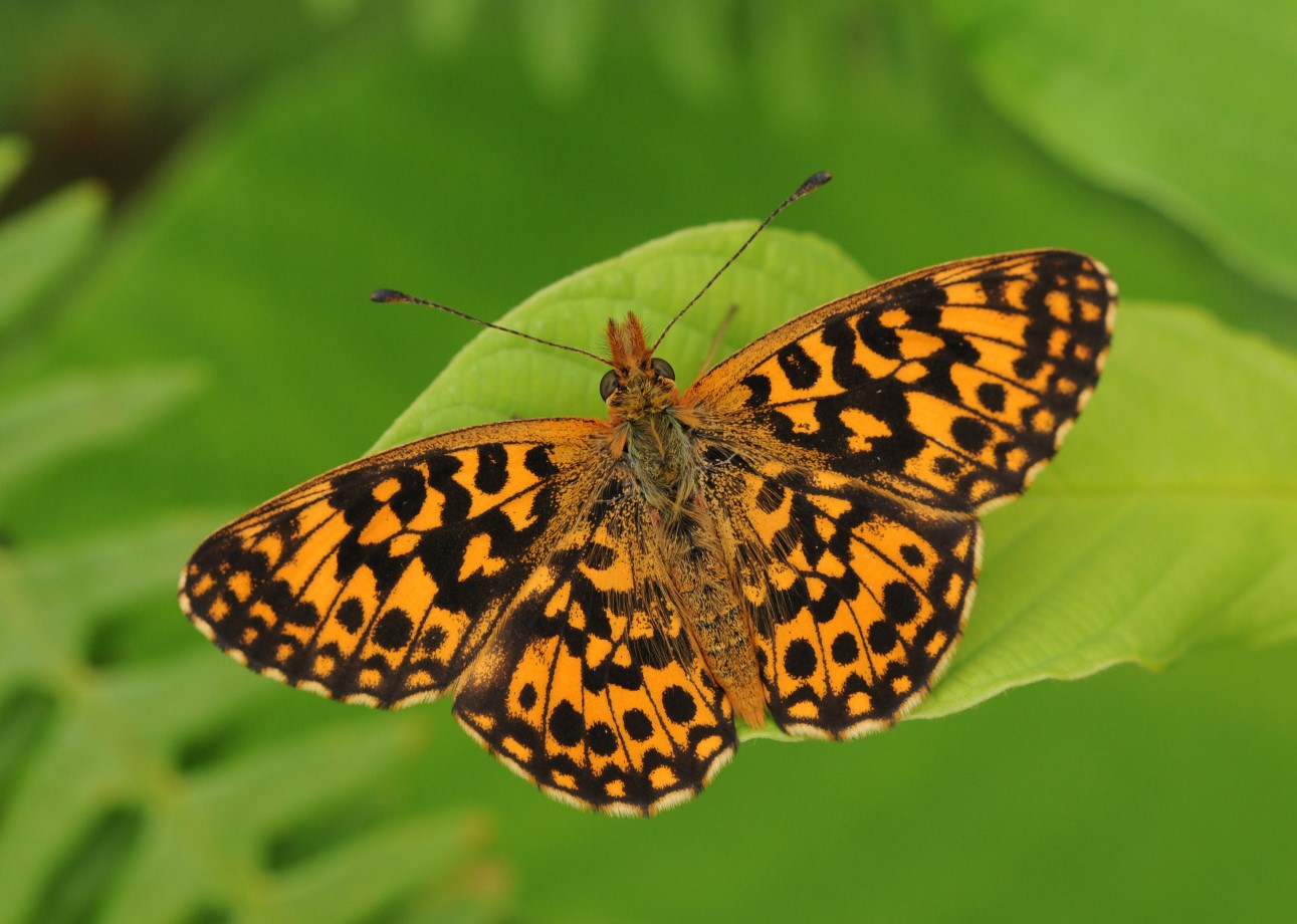 Boloria dia