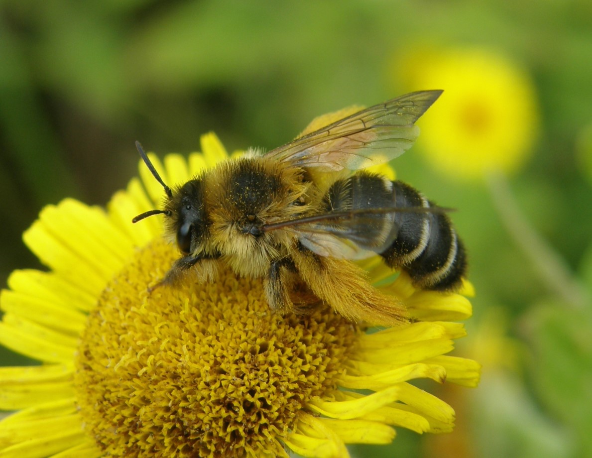 Dasypoda hirtipes