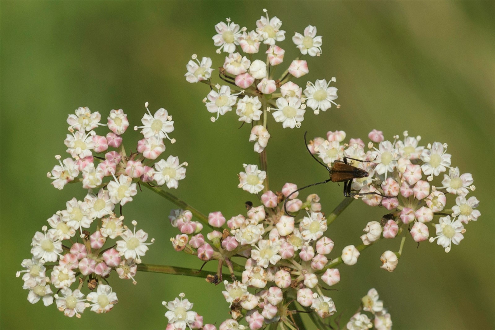 Peucedanum gallicum